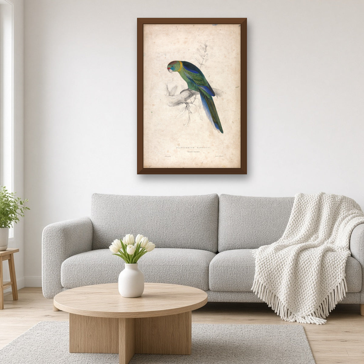Barnard's Parakeet, Plate 18 from Illustrations of the Family of Psittacidae by Edward Lear — framed art preview