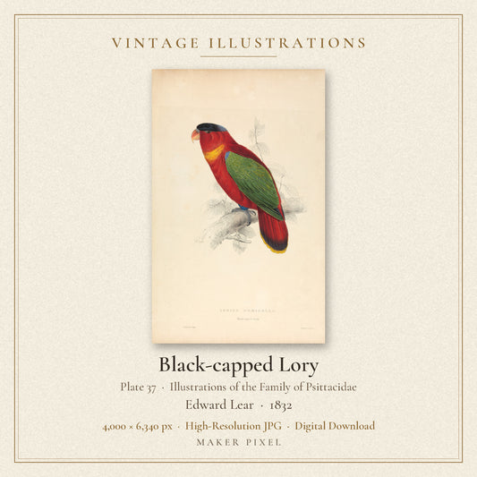 Black-capped Lory, Plate 37 from Illustrations of the Family of Psittacidae by Edward Lear — cover