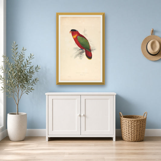 Black-capped Lory, Plate 37 from Illustrations of the Family of Psittacidae by Edward Lear — room mockup