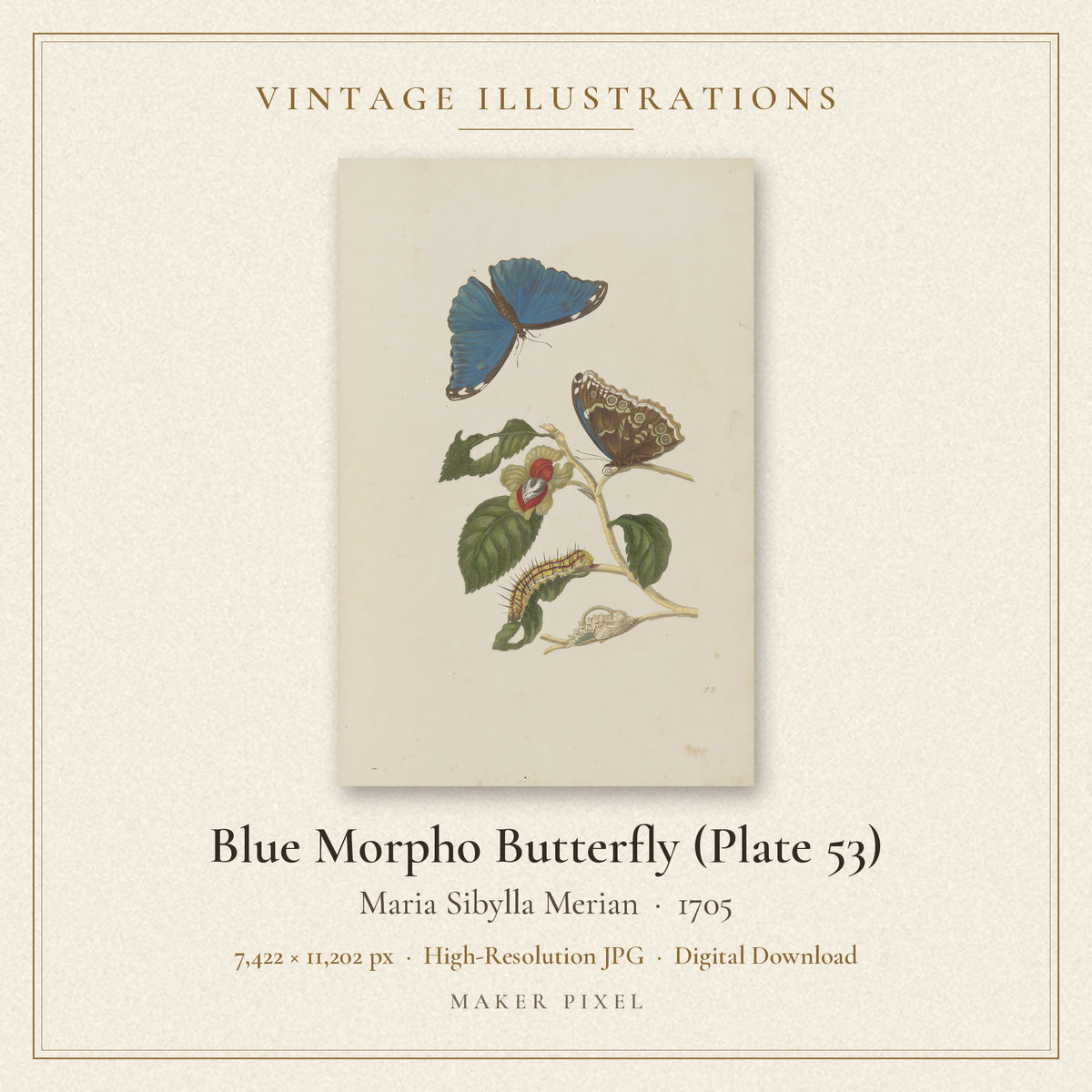 Blue Morpho Butterfly (Plate 53) by Maria Sibylla Merian — cover
