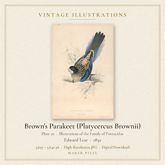Brown's Parakeet (Platycercus Brownii), Plate 20 from Illustrations of the Family of Psittacidae by Edward Lear — cover