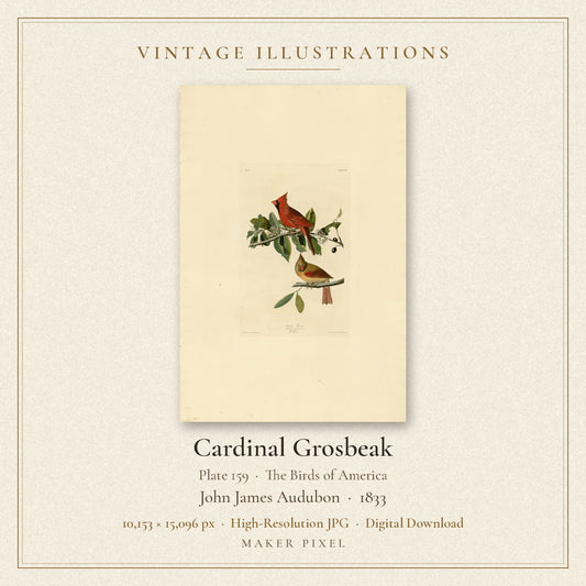Cardinal Grosbeak, Plate 159 from Birds of America by John James Audubon — cover