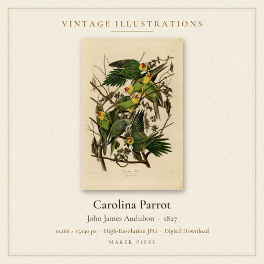 Carolina Parrot by John James Audubon — cover
