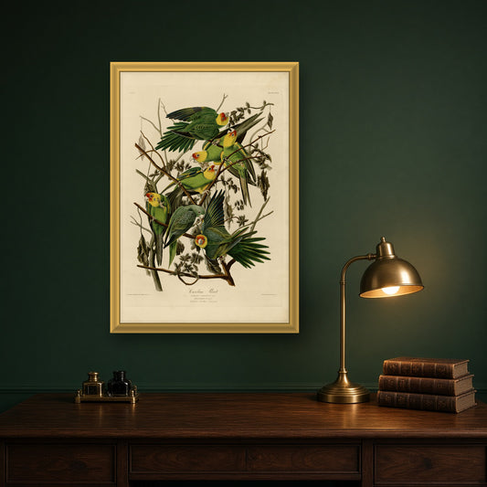 Carolina Parrot by John James Audubon — room mockup