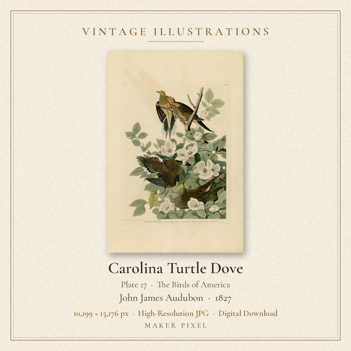 Carolina Turtle Dove, Plate 17 from Birds of America by John James Audubon — cover