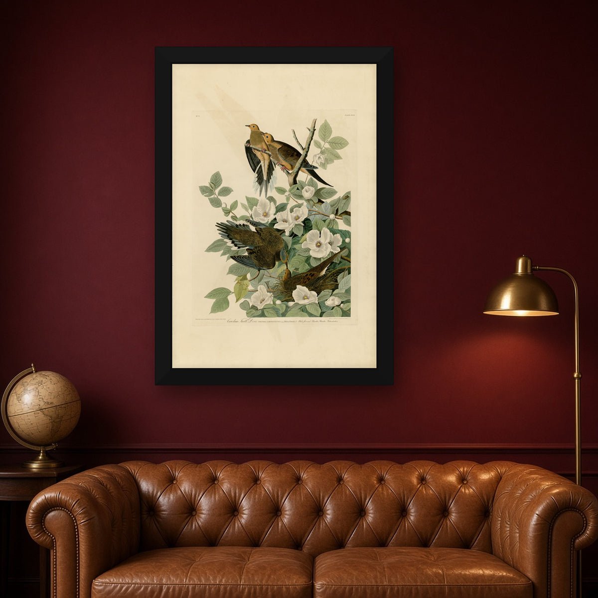 Carolina Turtle Dove, Plate 17 from Birds of America by John James Audubon — framed art preview
