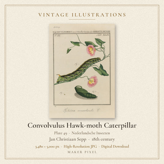 Convolvulus Hawk-moth Caterpillar, Plate 49 from Nederlandsche Insecten by Jan Christiaan Sepp — cover