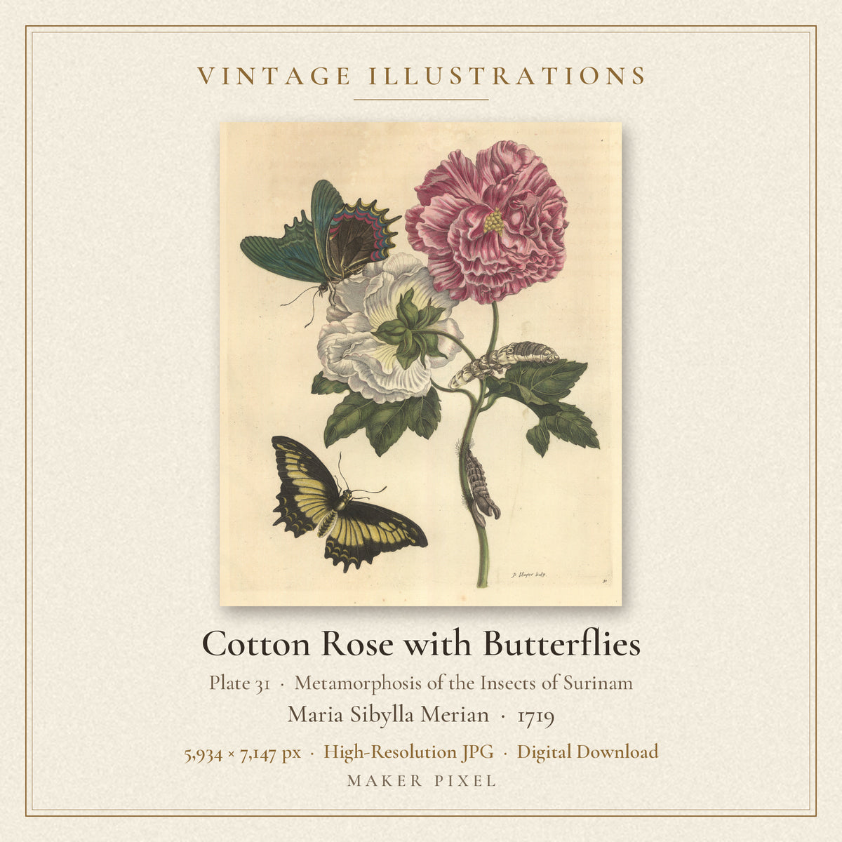 Cotton Rose with Butterflies, Plate 31 from Metamorphosis of the Insects of Surinam by Maria Sibylla Merian — cover