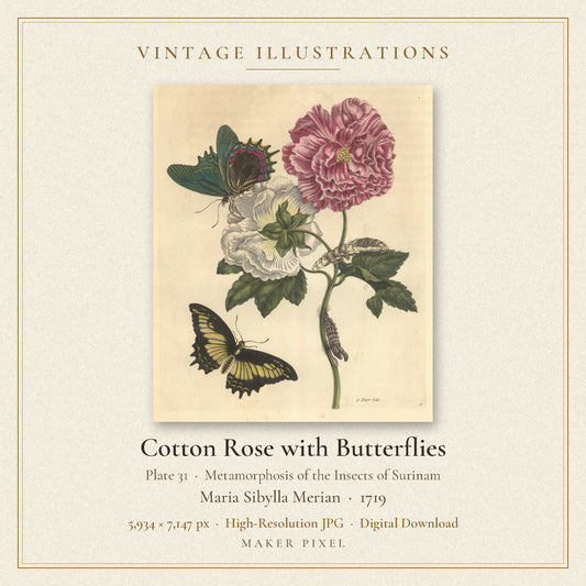 Cotton Rose with Butterflies, Plate 31 from Metamorphosis of the Insects of Surinam by Maria Sibylla Merian — cover