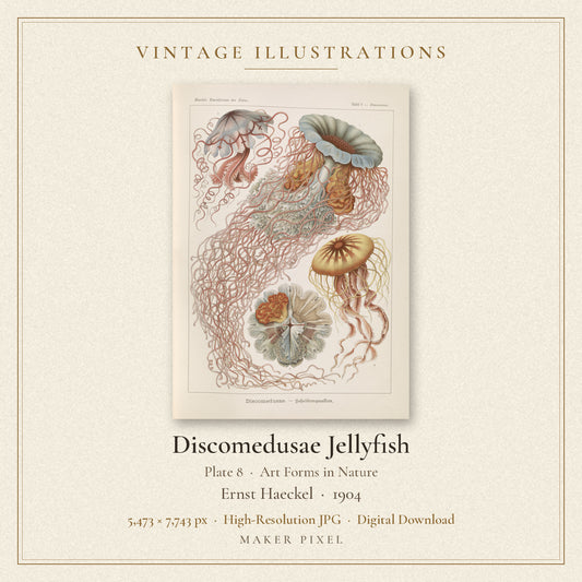 Discomedusae Jellyfish, Plate 8 from Art Forms in Nature by Ernst Haeckel — cover