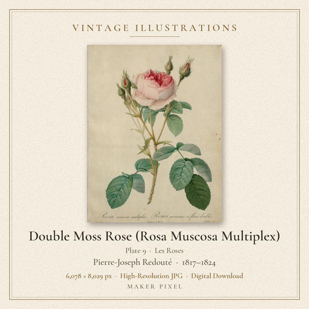Double Moss Rose (Rosa Muscosa Multiplex), Plate 9 from Les Roses by Pierre-Joseph Redouté — cover