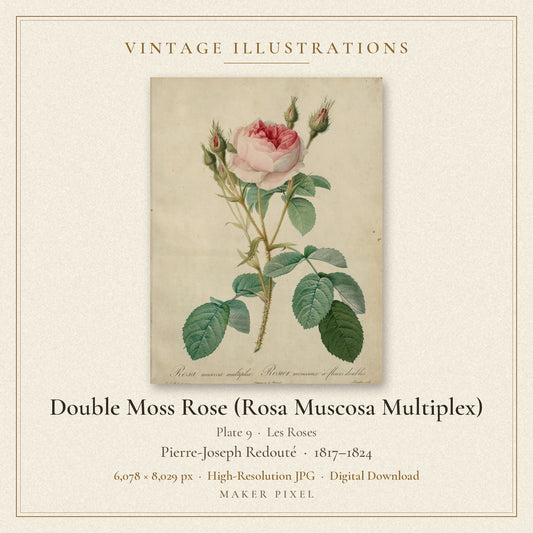 Double Moss Rose (Rosa Muscosa Multiplex), Plate 9 from Les Roses by Pierre-Joseph Redouté — cover