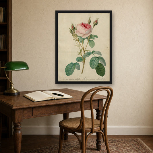 Double Moss Rose (Rosa Muscosa Multiplex), Plate 9 from Les Roses by Pierre-Joseph Redouté — room mockup