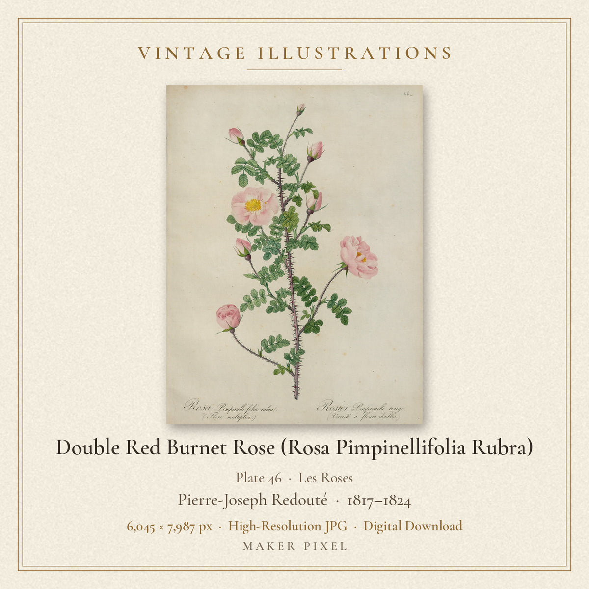 Double Red Burnet Rose (Rosa Pimpinellifolia Rubra), Plate 46 from Les Roses by Pierre-Joseph Redouté — cover