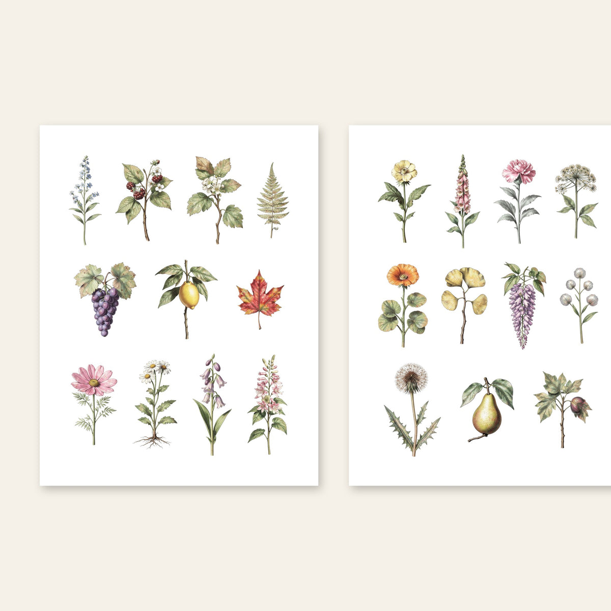 Vintage botanical printable pages 3 and 4 with grape, fern, autumn leaf and pear illustrations