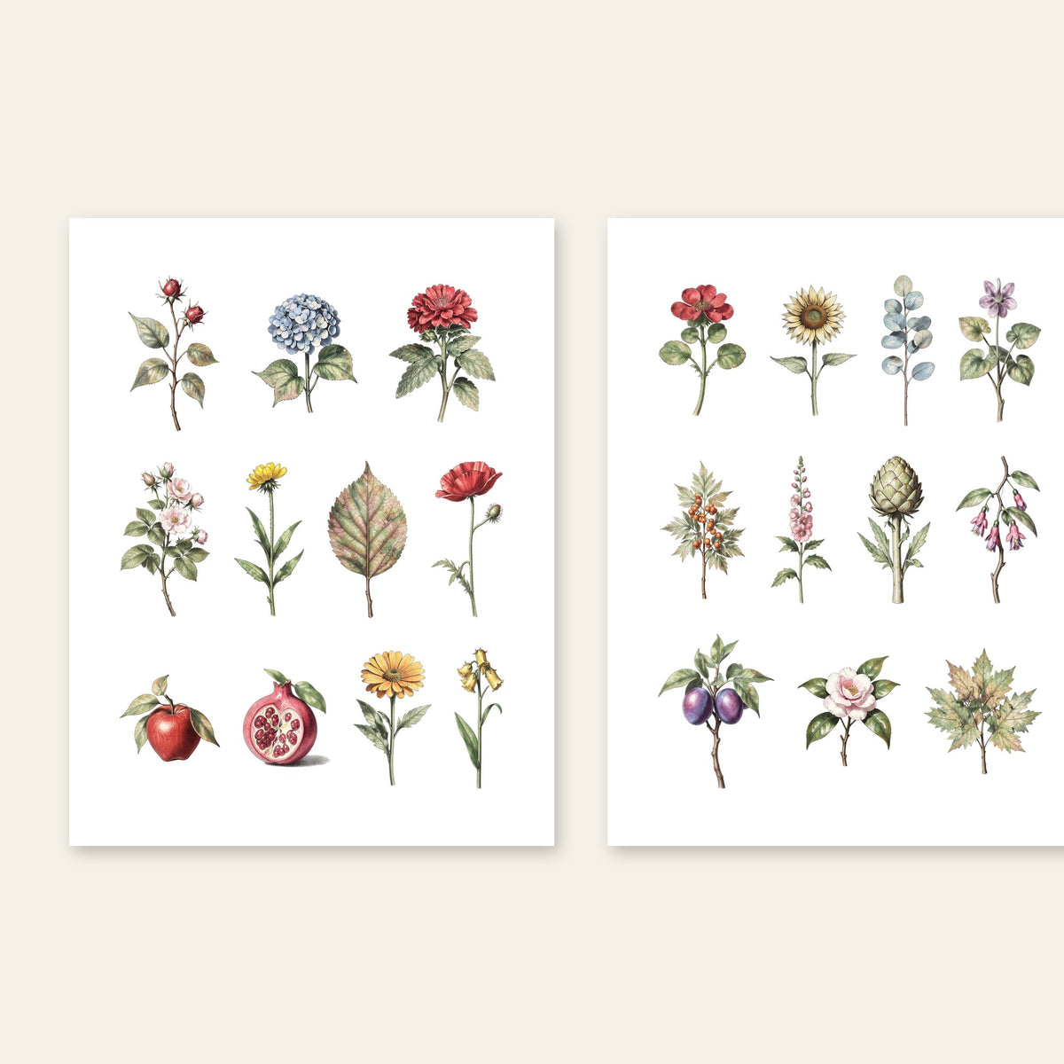 Vintage botanical printable pages 5 and 6 with hydrangea, poppy, pomegranate and sunflower illustrations
