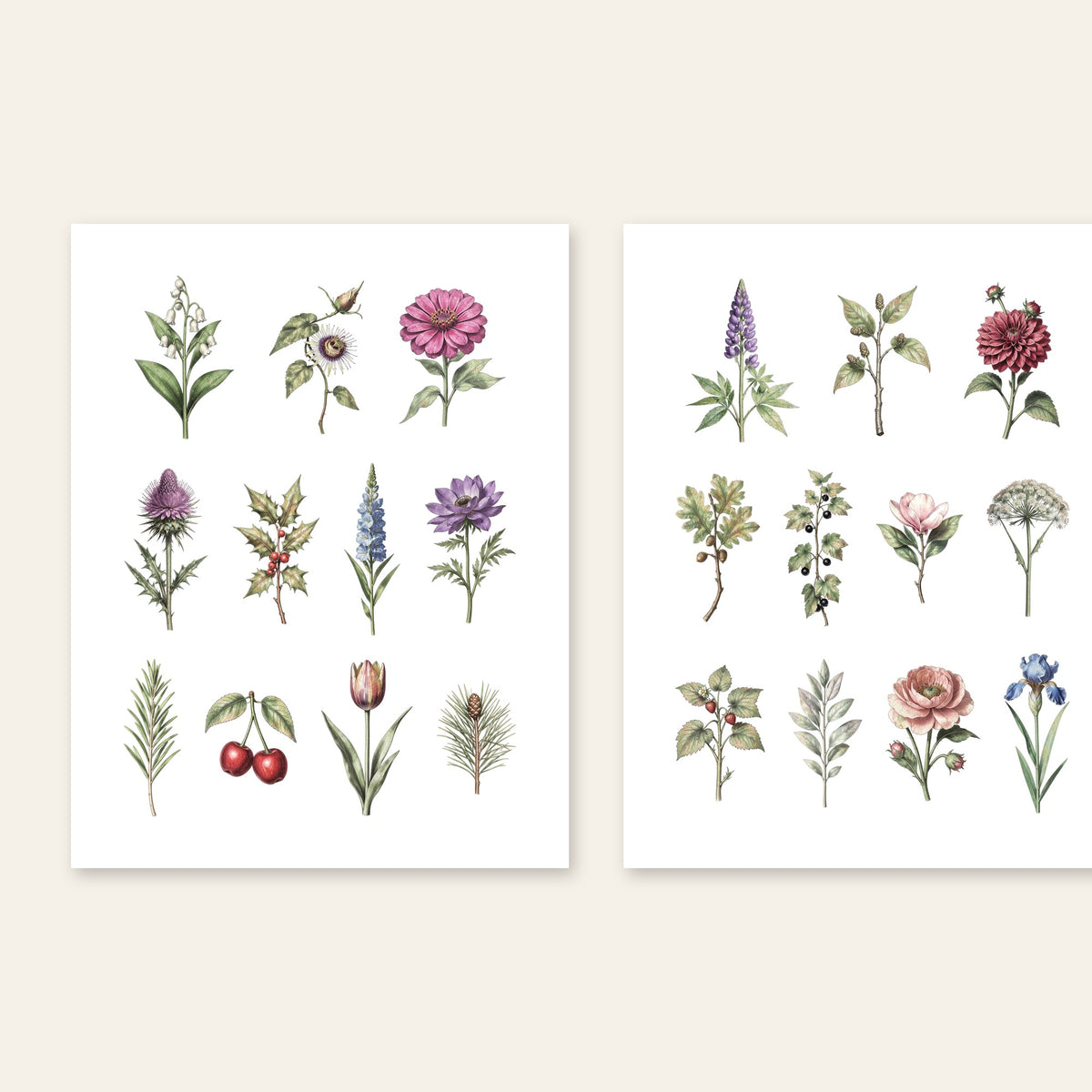 Vintage botanical printable pages 7 and 8 with thistle, foxglove, cherry and peony illustrations