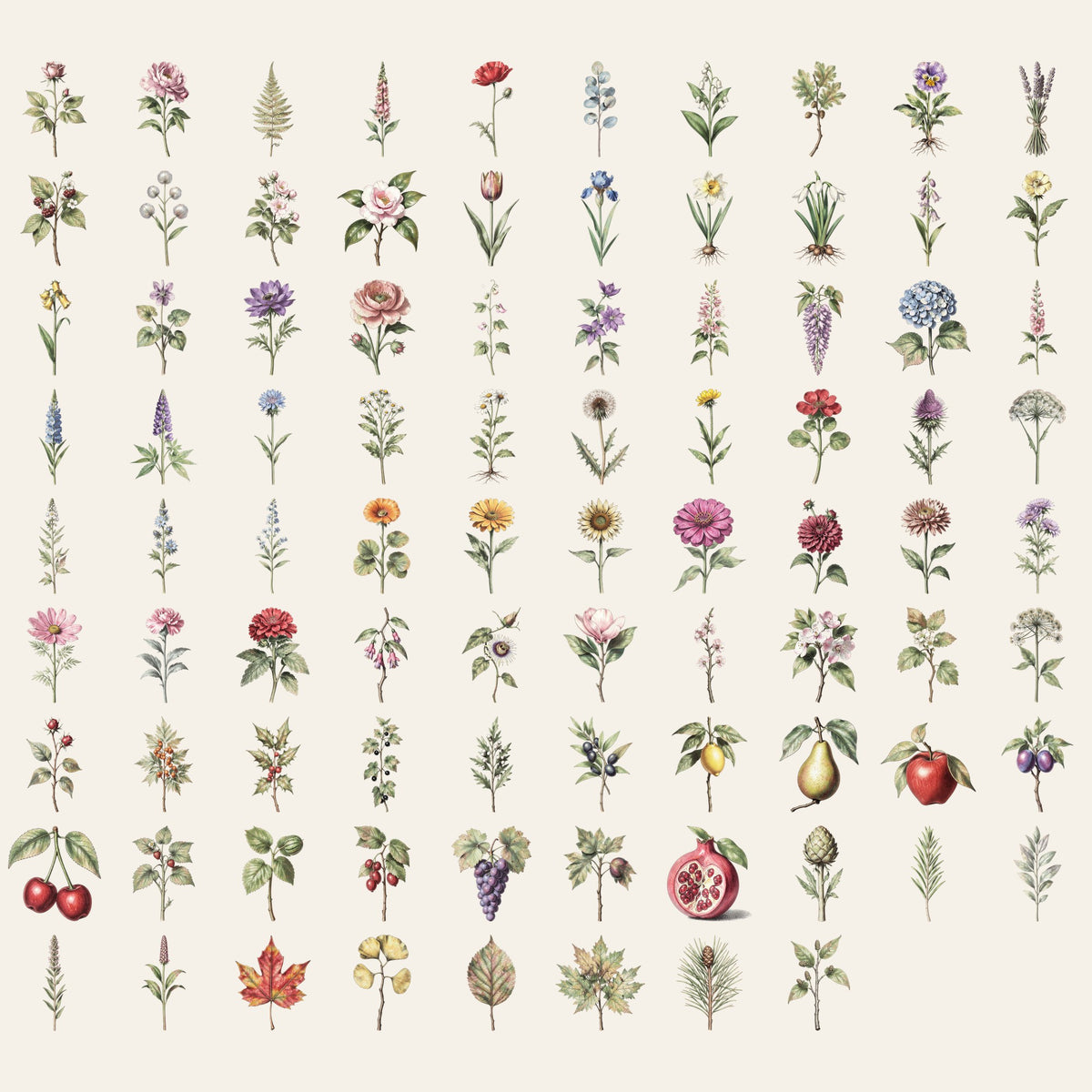 Transparent PNG vintage botanical clipart set of flowers, herbs, fruit and leaves cut out individually