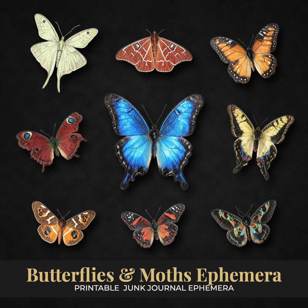 Butterflies and Moths ephemera cut-out pieces on a dark background