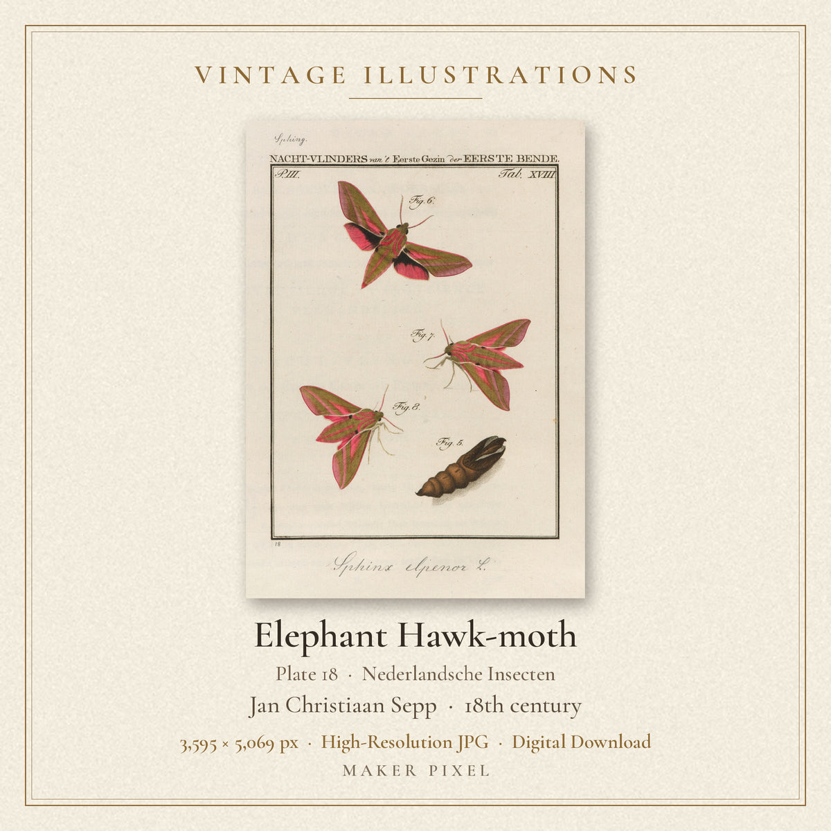 Elephant Hawk-moth, Plate 18 from Nederlandsche Insecten by Jan Christiaan Sepp — cover
