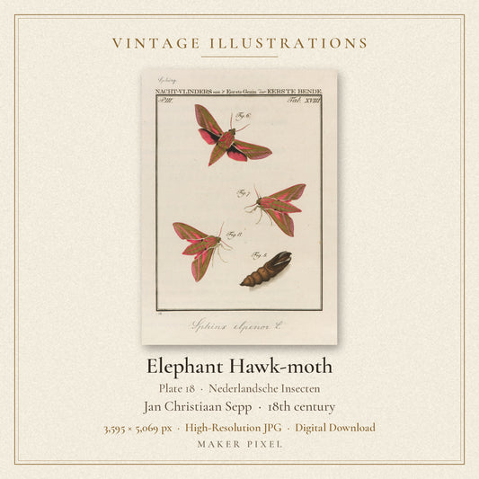 Elephant Hawk-moth, Plate 18 from Nederlandsche Insecten by Jan Christiaan Sepp — cover