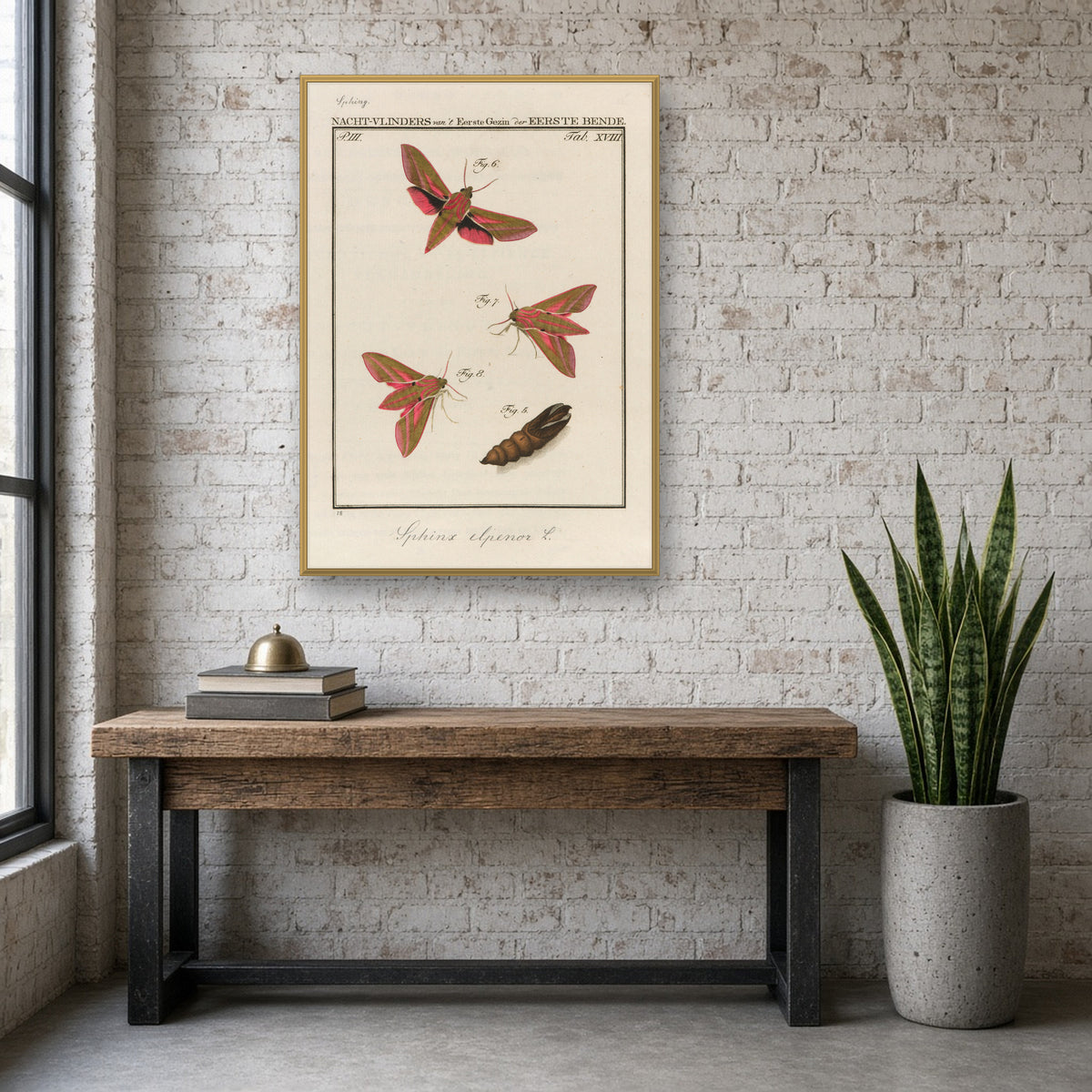 Elephant Hawk-moth, Plate 18 from Nederlandsche Insecten by Jan Christiaan Sepp — room mockup