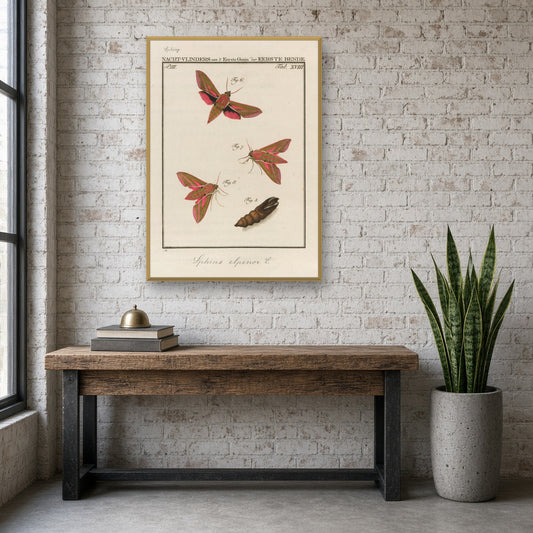 Elephant Hawk-moth, Plate 18 from Nederlandsche Insecten by Jan Christiaan Sepp — room mockup