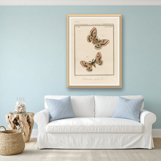 Emperor Moth (Saturnia Spini), Plate 35 from Nederlandsche Insecten by Jan Christiaan Sepp — room mockup