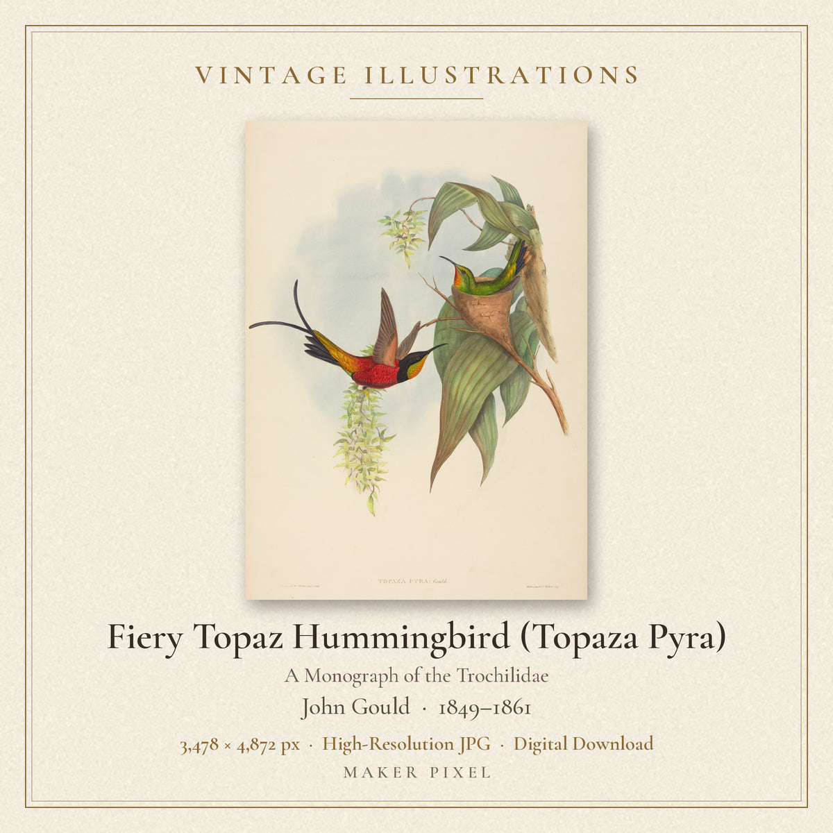 Fiery Topaz Hummingbird (Topaza Pyra) from A Monograph of the Trochilidae by John Gould — cover