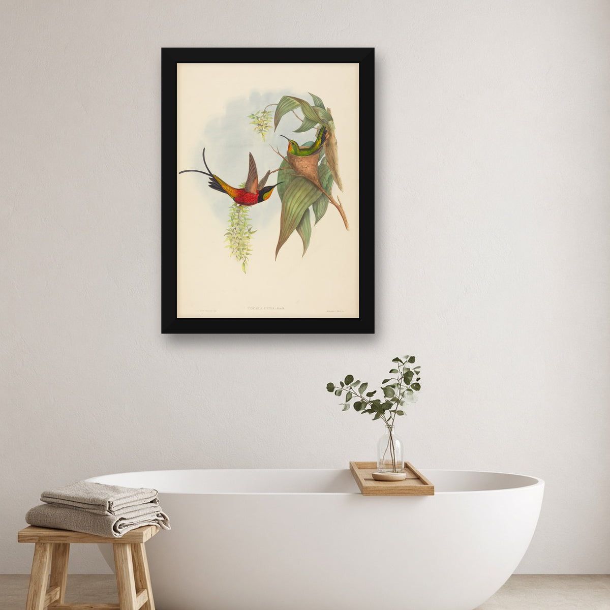 Fiery Topaz Hummingbird (Topaza Pyra) from A Monograph of the Trochilidae by John Gould — room mockup