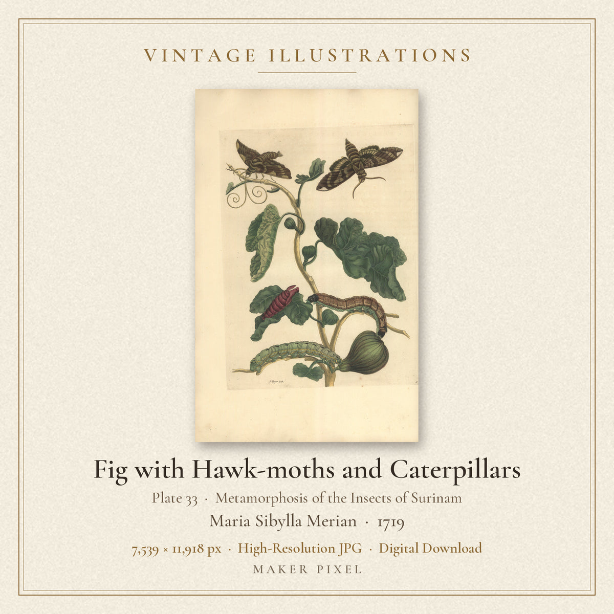 Fig with Hawk-moths and Caterpillars, Plate 33 from Metamorphosis of the Insects of Surinam by Maria Sibylla Merian — cover