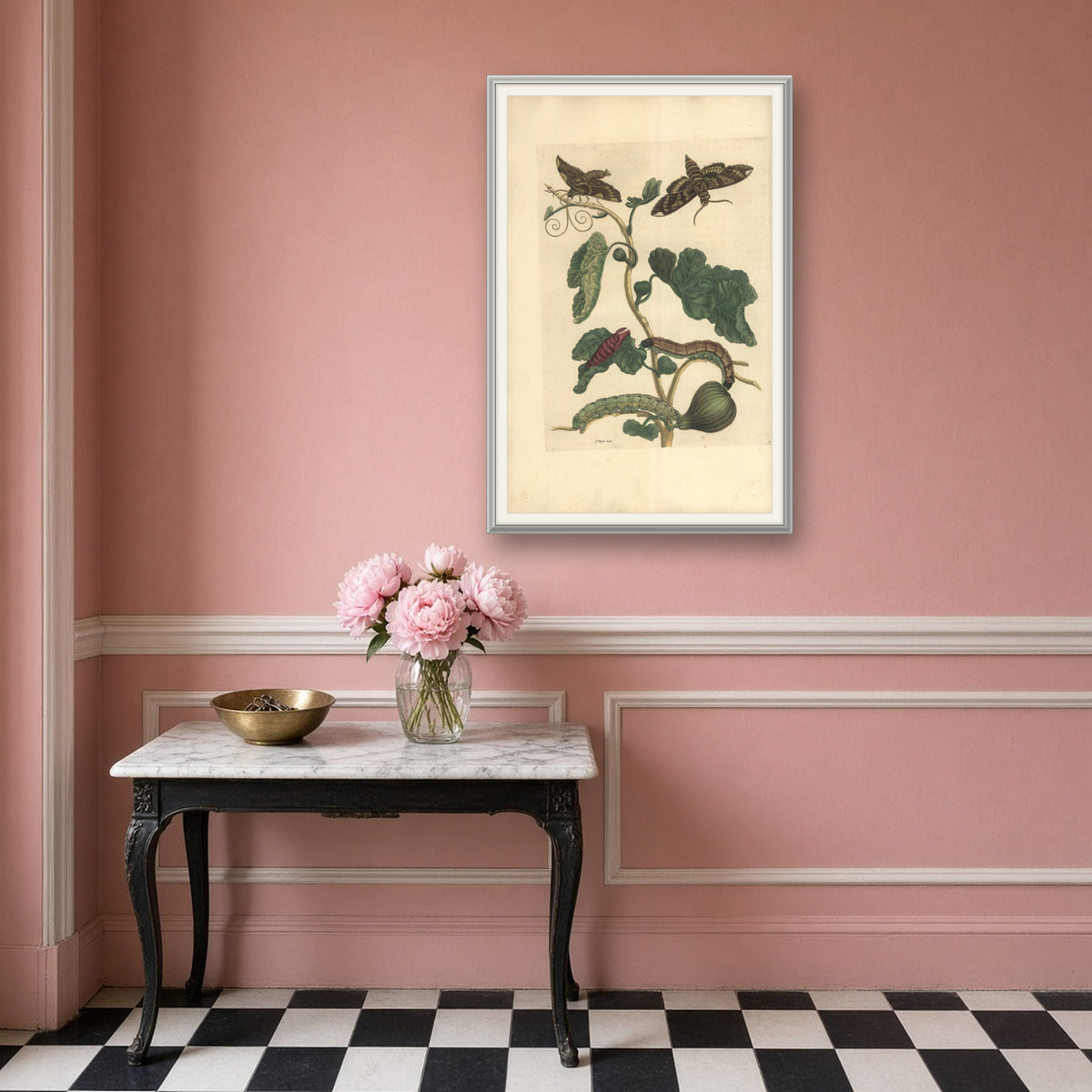 Fig with Hawk-moths and Caterpillars, Plate 33 from Metamorphosis of the Insects of Surinam by Maria Sibylla Merian — room mockup