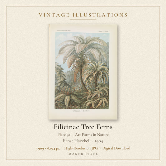 Filicinae Tree Ferns, Plate 92 from Art Forms in Nature by Ernst Haeckel — cover