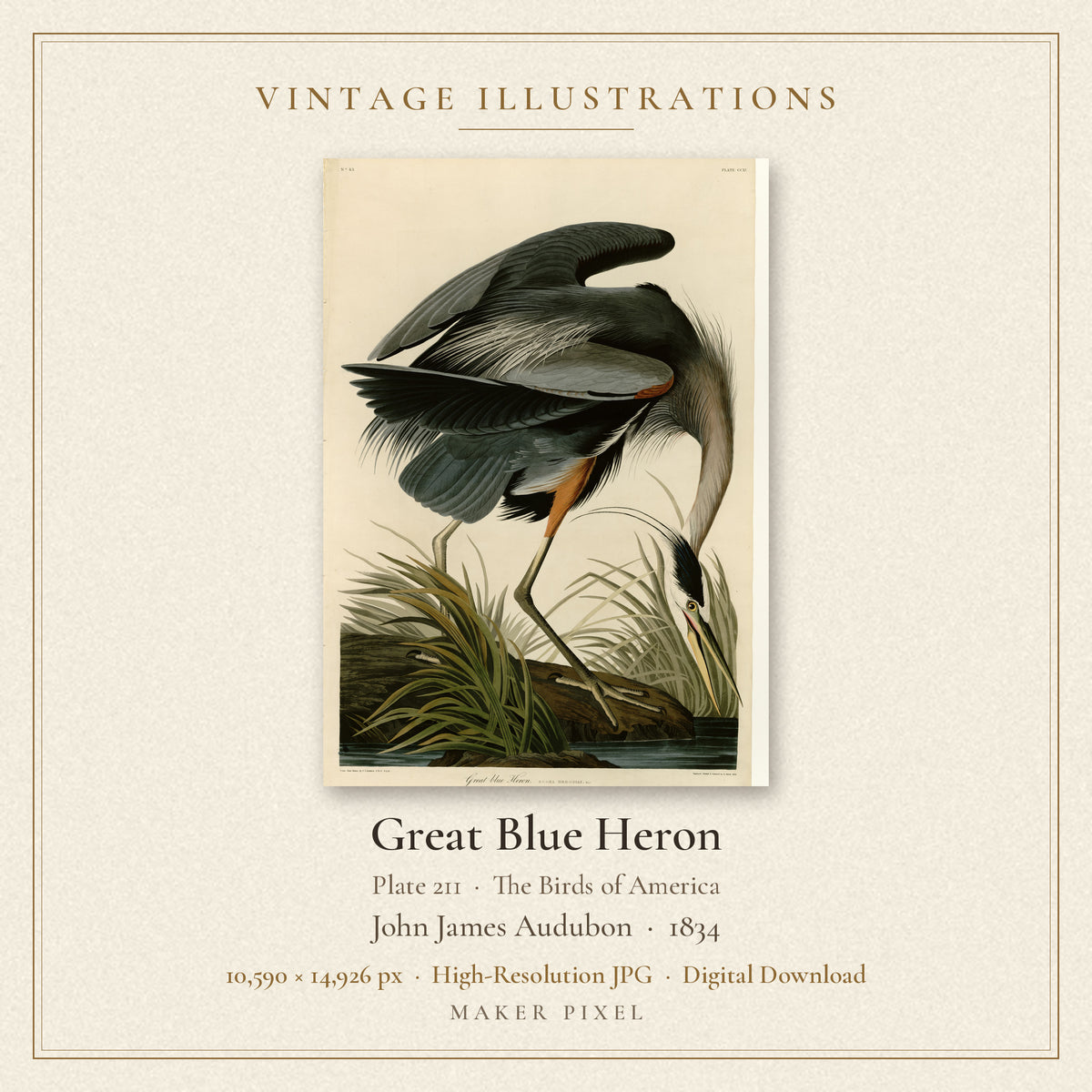 Great Blue Heron, Plate 211 from Birds of America by John James Audubon — cover