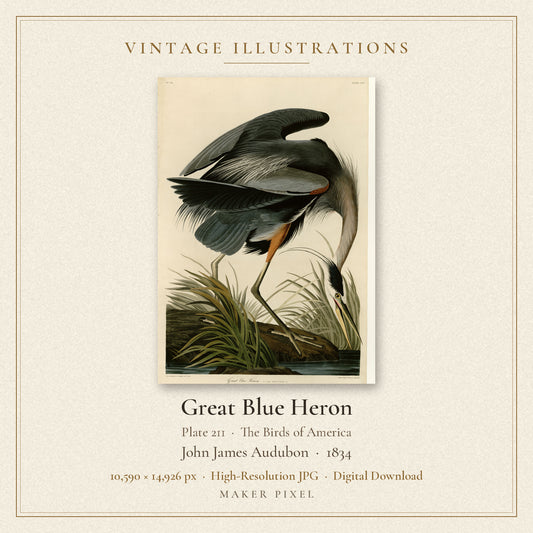Great Blue Heron, Plate 211 from Birds of America by John James Audubon — cover