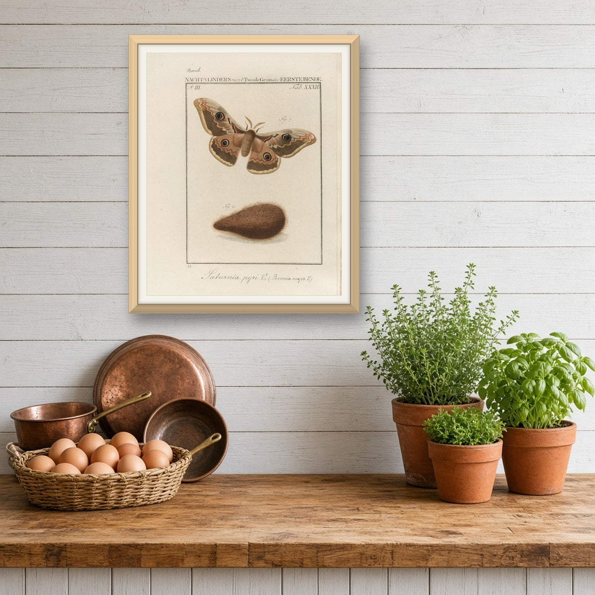 Great Peacock Moth (Saturnia Pyri), Plate 32 from Nederlandsche Insecten by Jan Christiaan Sepp — room mockup