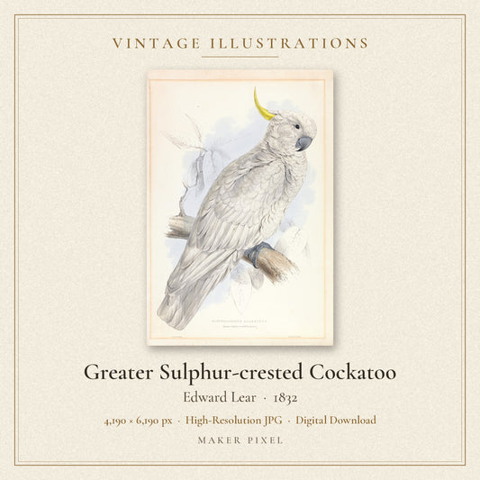 Greater Sulphur-crested Cockatoo by Edward Lear — cover