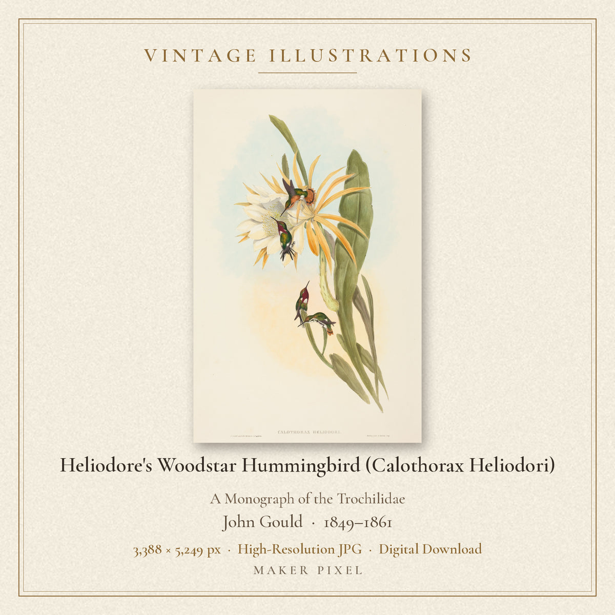 Heliodore's Woodstar Hummingbird (Calothorax Heliodori) from A Monograph of the Trochilidae by John Gould — cover
