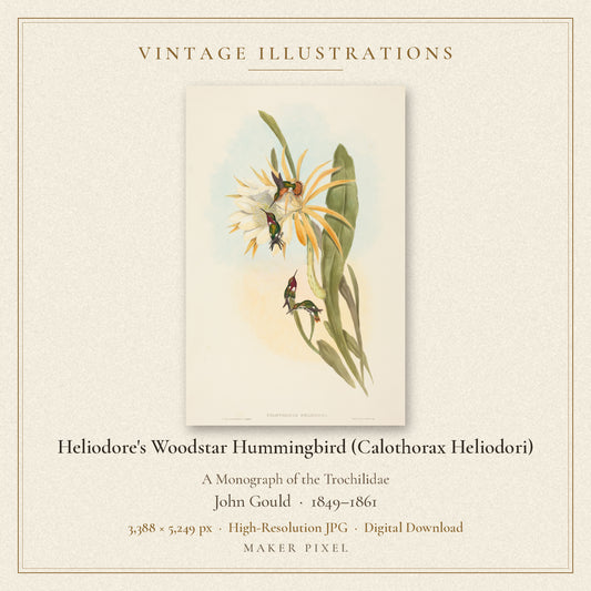 Heliodore's Woodstar Hummingbird (Calothorax Heliodori) from A Monograph of the Trochilidae by John Gould — cover