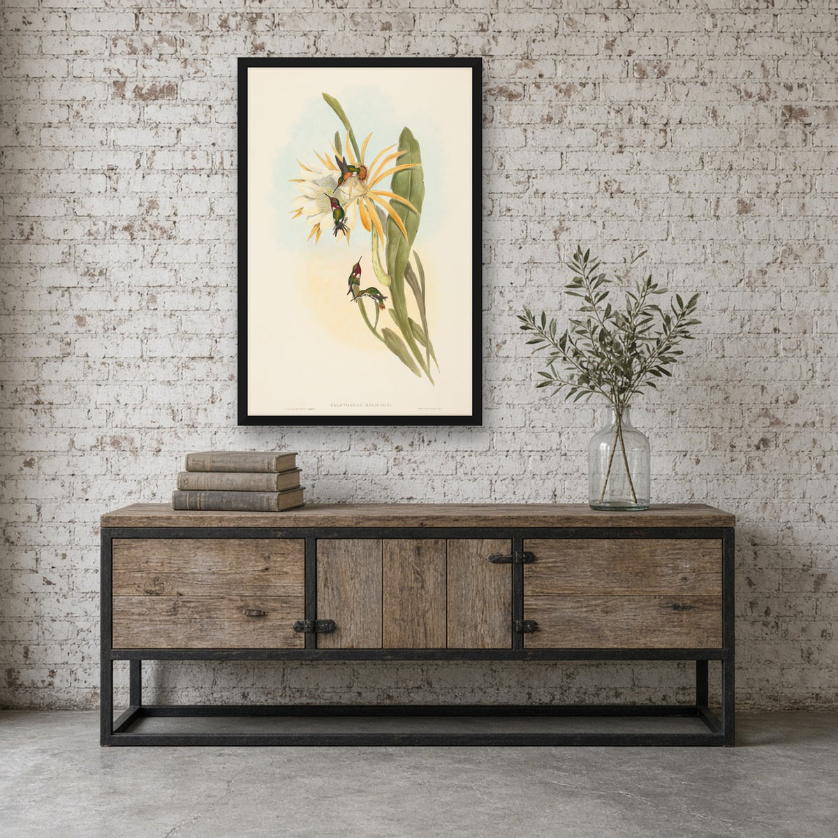 Heliodore's Woodstar Hummingbird (Calothorax Heliodori) from A Monograph of the Trochilidae by John Gould — room mockup