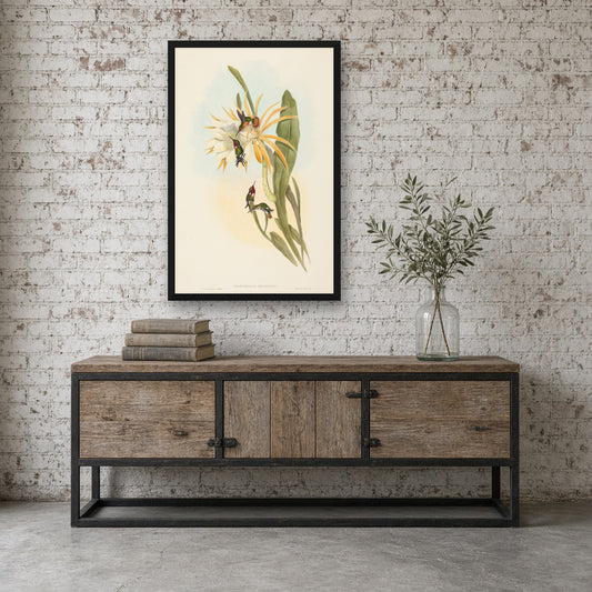 Heliodore's Woodstar Hummingbird (Calothorax Heliodori) from A Monograph of the Trochilidae by John Gould — room mockup