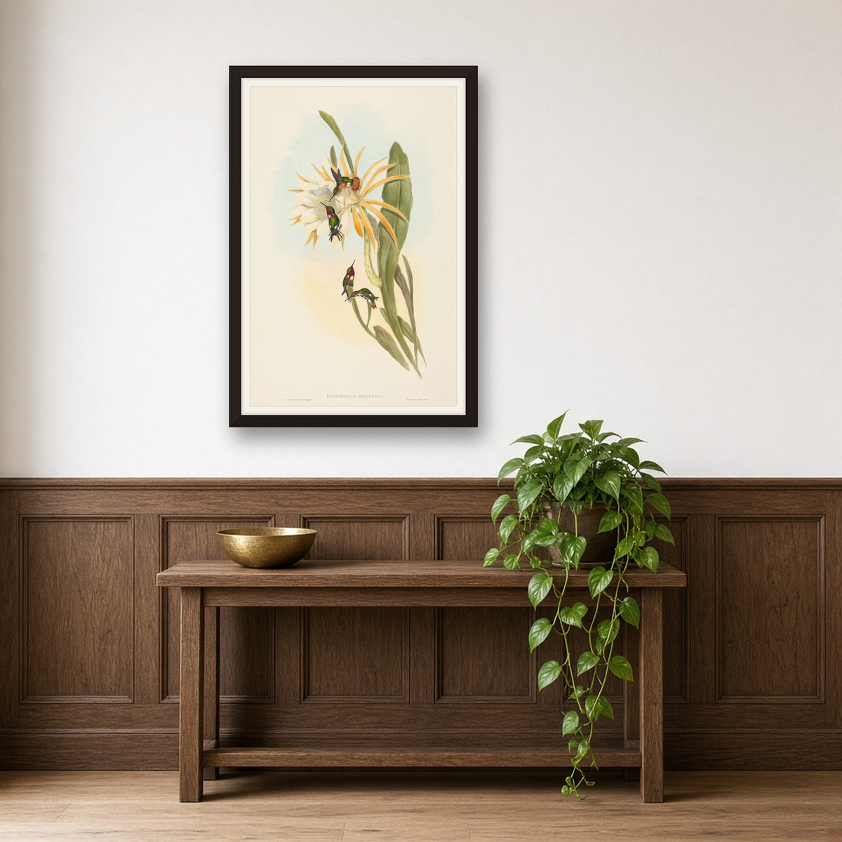 Heliodore's Woodstar Hummingbird (Calothorax Heliodori) from A Monograph of the Trochilidae by John Gould — framed art preview