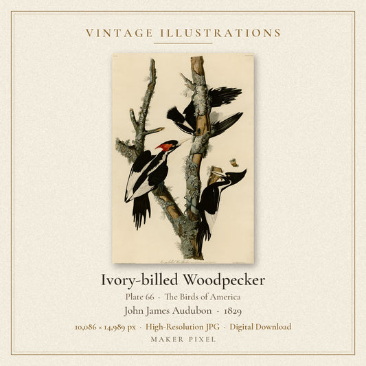 Ivory-billed Woodpecker, Plate 66 from Birds of America by John James Audubon — cover