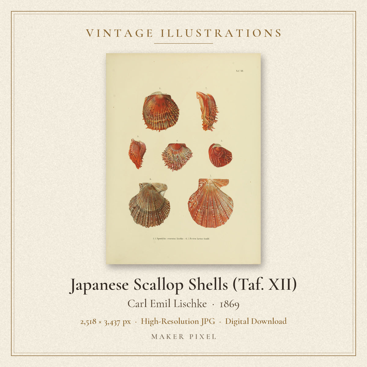 Japanese Scallop Shells (Taf. XII) by Carl Emil Lischke — cover