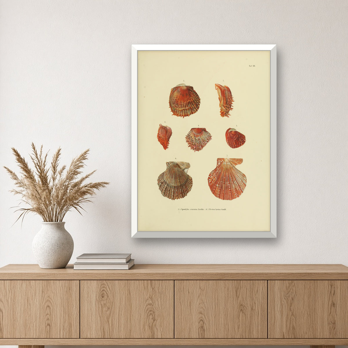 Japanese Scallop Shells (Taf. XII) by Carl Emil Lischke — room mockup