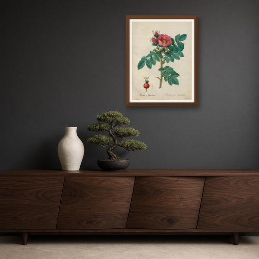 Kamchatka Rose (Rosa Kamtschatica), Plate 12 from Les Roses by Pierre-Joseph Redouté — room mockup