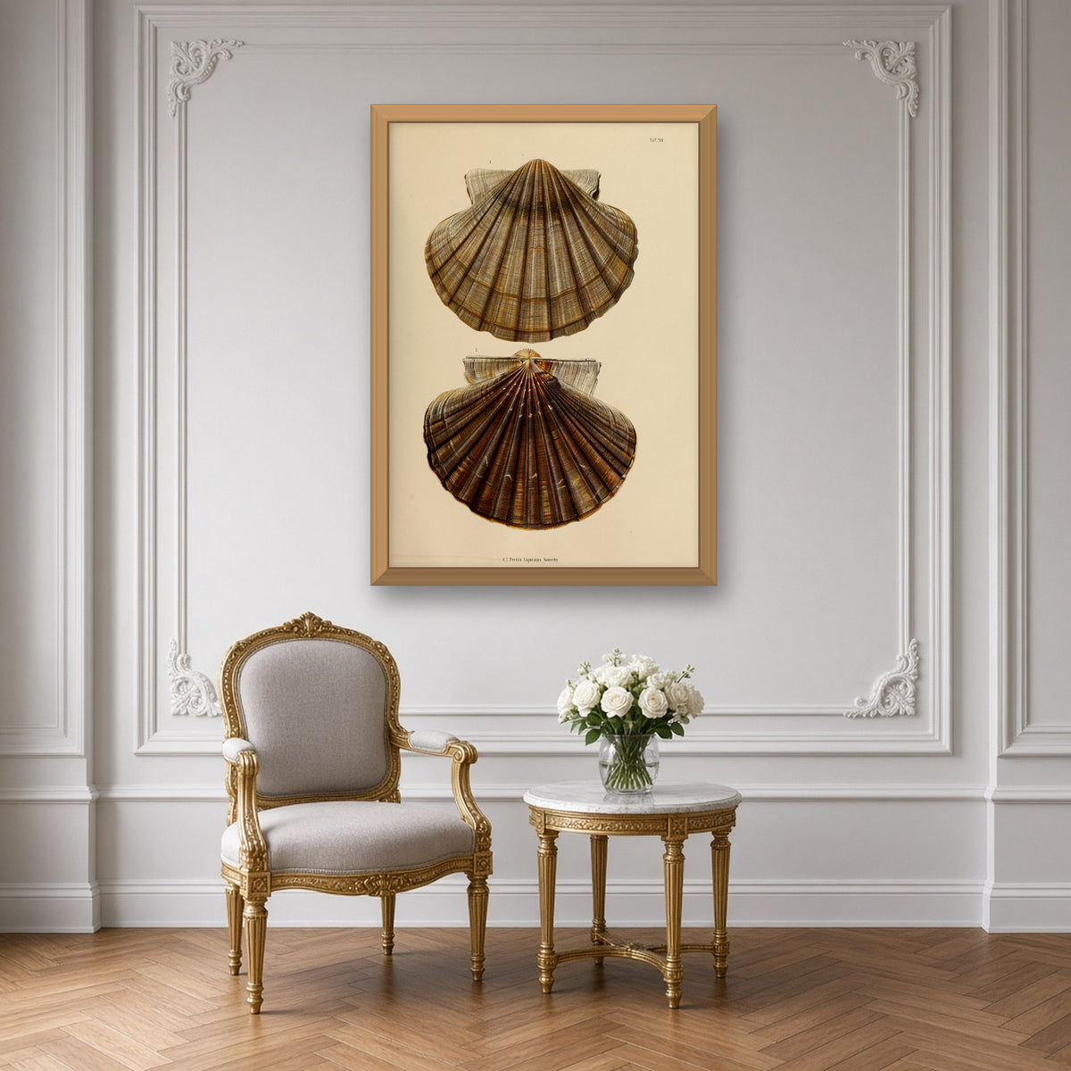 Laqueate Scallop (Pecten Laqueatus), Plate 12 from Japanese Marine Shells by Carl Emil Lischke — room mockup