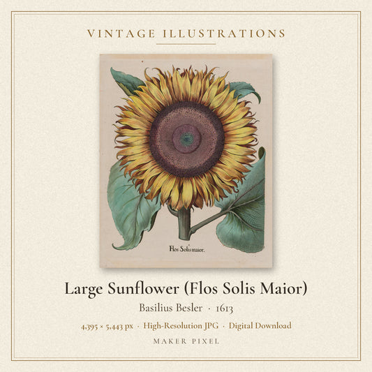 Large Sunflower (Flos Solis Maior) by Basilius Besler — cover