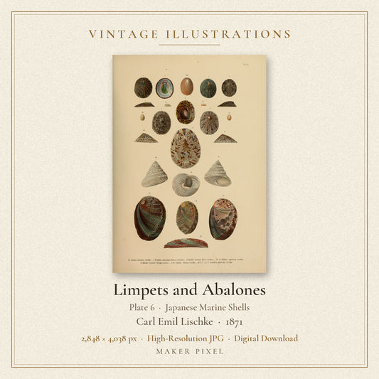 Limpets and Abalones, Plate 6 from Japanese Marine Shells by Carl Emil Lischke — cover