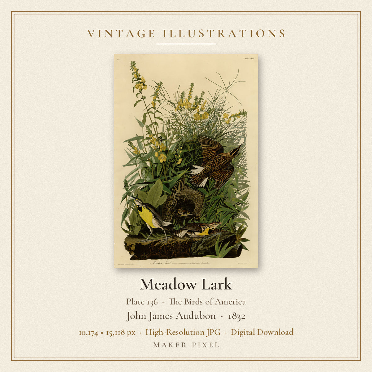 Meadow Lark, Plate 136 from Birds of America by John James Audubon — cover